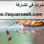 شركة رش حشرات في الشارقة