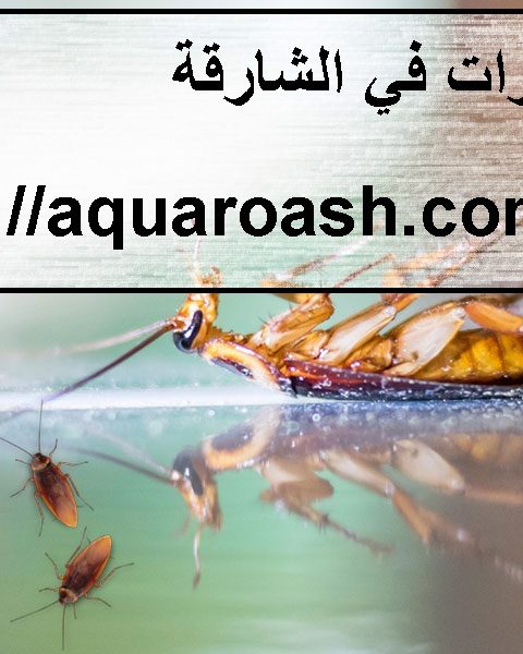 شركة رش حشرات في الشارقة شركة رش حشرات في الشارقة
