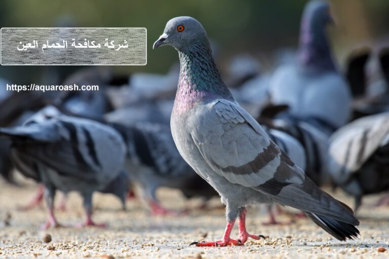 شركة مكافحة الحمام العين :