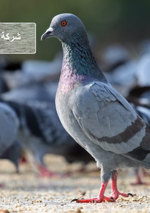 شركة مكافحة الحمام العين شركة مكافحة الحمام العين