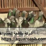 شركة مكافحة الحمام الفجيرة