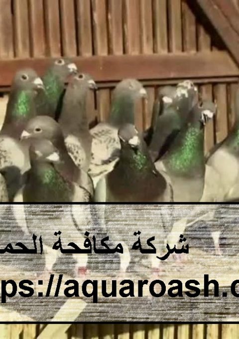 شركة مكافحة الحمام الفجيرة شركة مكافحة الحمام الفجيرة