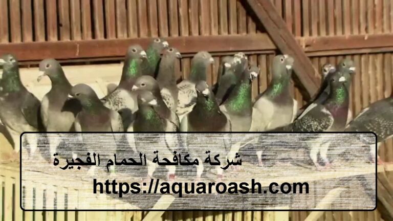 شركة مكافحة الحمام الفجيرة :