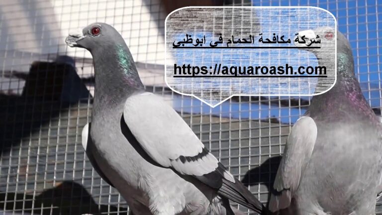 شركة مكافحة الحمام في أبوظبي :