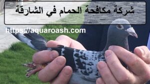 شركة مكافحة الحمام في الشارقة : 0565811302