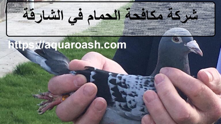 شركة مكافحة الحمام في الشارقة :