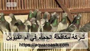 شركة مكافحة الحمام القيوين : 0565811302