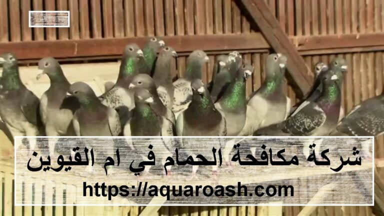 شركة مكافحة الحمام في ام القيوين :