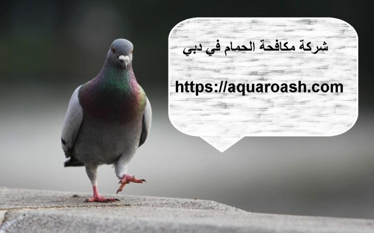 شركة مكافحة الحمام في دبي :