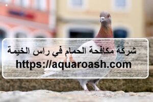 شركة مكافحة الحمام في رأس الخيمة : 0565811302