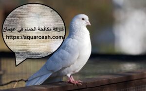 شركة مكافحة الحمام في عجمان : 0565811302