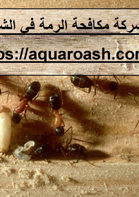 شركة مكافحة الرمة في الشارقة شركة مكافحة الرمة في الشارقة