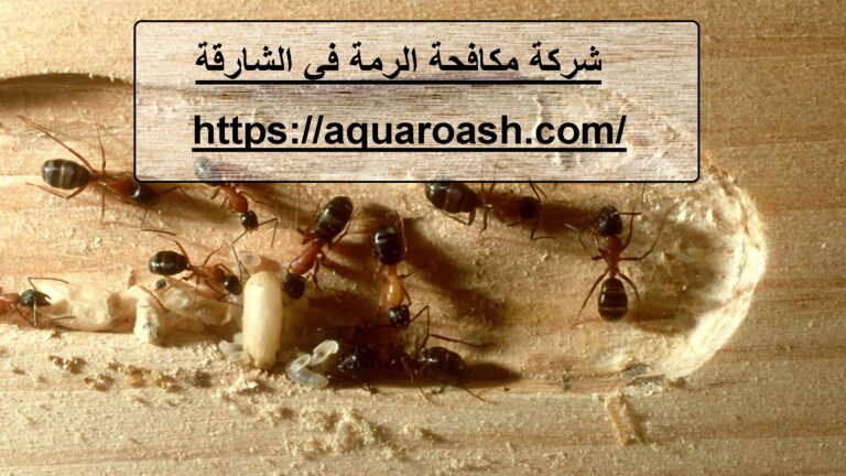 شركة مكافحة الرمة في الشارقة :