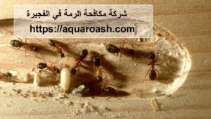 شركة مكافحة الرمة في الفجيرة : 0565811302