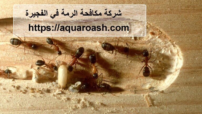 شركة مكافحة الرمة في الفجيرة :