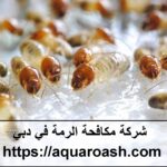 شركة مكافحة الرمة في دبي