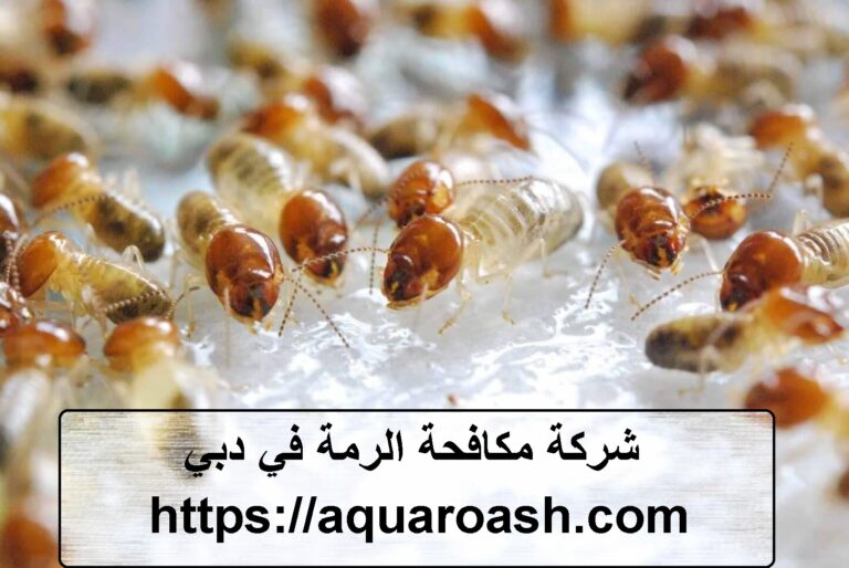 شركة مكافحة الرمة في دبي :