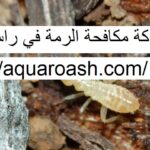 شركة مكافحة الرمة في راس الخيمة