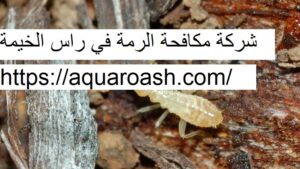 شركة مكافحة الرمة في راس الخيمة : 0565811302