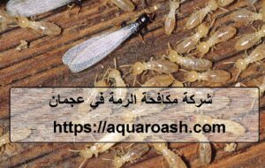 شركة مكافحة الرمة في عجمان : 0565811302
