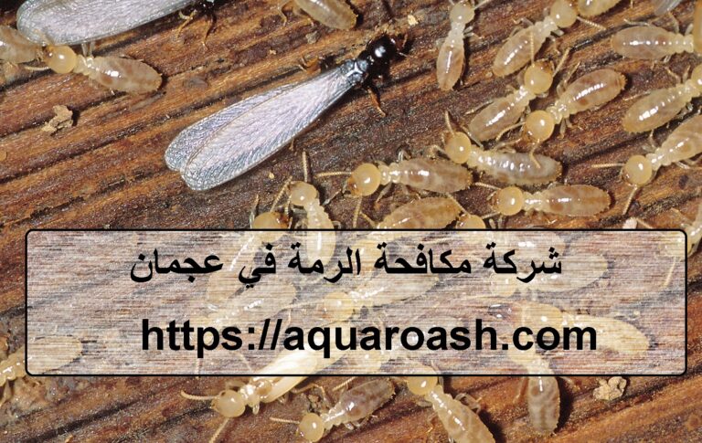 شركة مكافحة الرمة في عجمان :