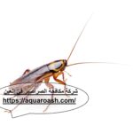 شركة مكافحة الصراصير في العين