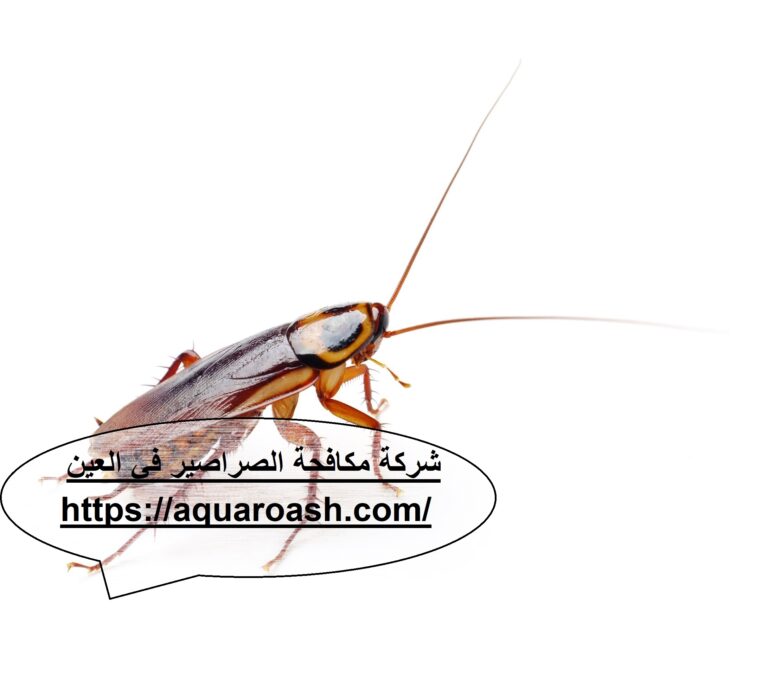 شركة مكافحة الصراصير في العين