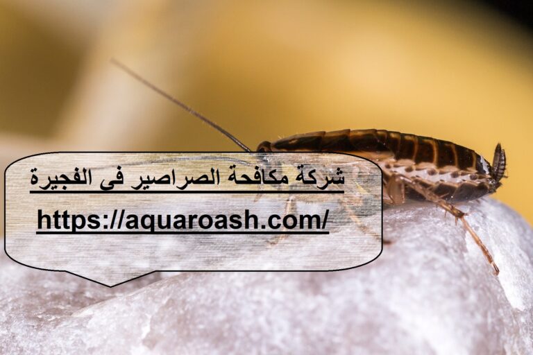 شركة مكافحة الصراصير في الفجيرة