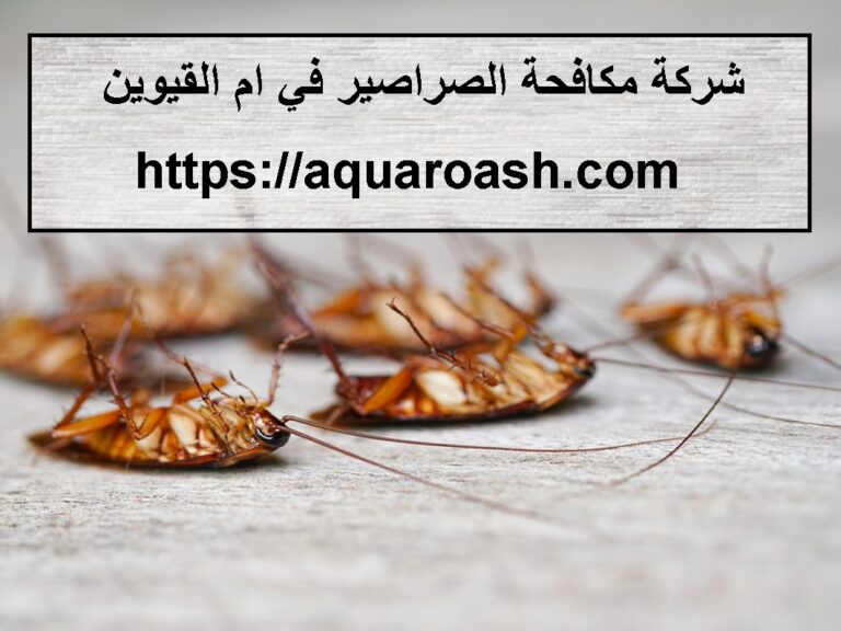 شركة مكافحة الصراصير في ام القيوين