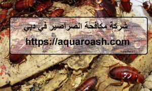 شركة مكافحة الصراصير في دبي |0565811302| مبيدات