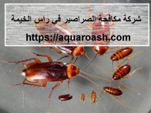 شركة مكافحة الصراصير في راس الخيمة |0565811302