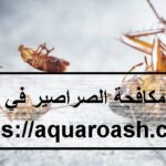 شركة مكافحة الصراصير في عجمان