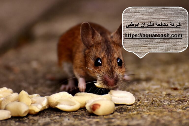 شركة مكافحة الفئران ابوظبي