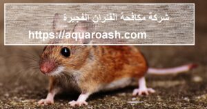 شركة مكافحة الفئران الفجيرة |0565811302| شركة الجزيرة