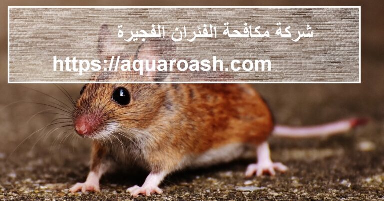 شركة مكافحة الفئران الفجيرة