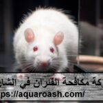 شركة مكافحة الفئران في الشارقة