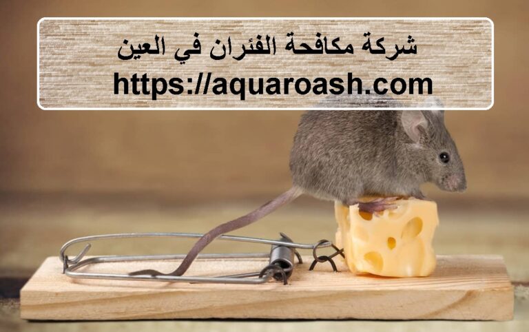 شركة مكافحة الفئران في العين