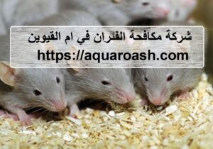 شركة مكافحة الفئران في ام القيوين |0565811302