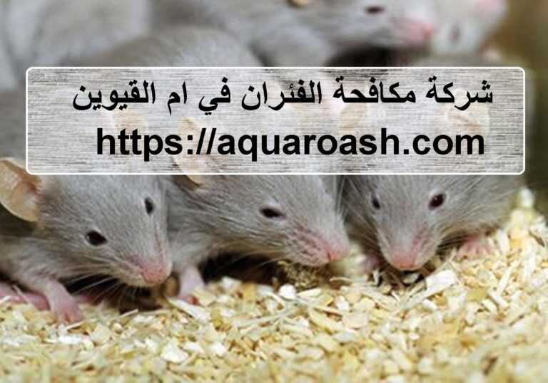 شركة مكافحة الفئران في ام القيوين