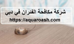 شركة مكافحة الفئران في دبي |0565811302| ابادة فورية
