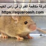 شركة مكافحة الفئران في راس الخيمة