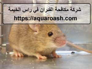 شركة مكافحة الفئران في راس الخيمة |0565811302