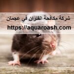 شركة مكافحة الفئران في عجمان
