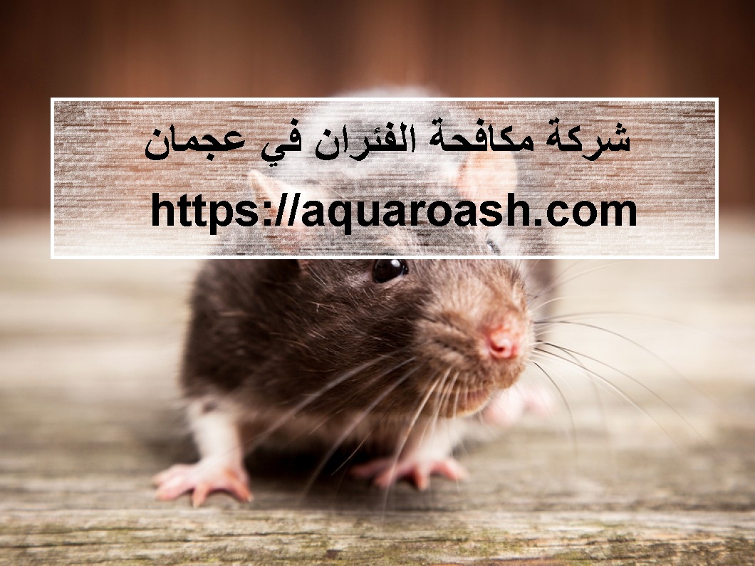 شركة مكافحة الفئران في عجمان