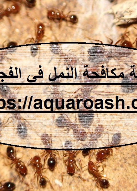 شركة مكافحة النمل في الفجيرة شركة مكافحة النمل في الفجيرة