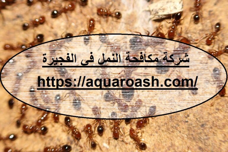 شركة مكافحة النمل في الفجيرة