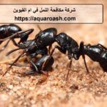 شركة مكافحة النمل في ام القيوين