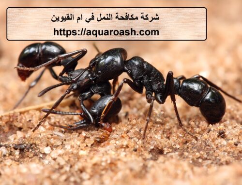شركة مكافحة النمل في ام القيوين |0563480309| ابادة تامة