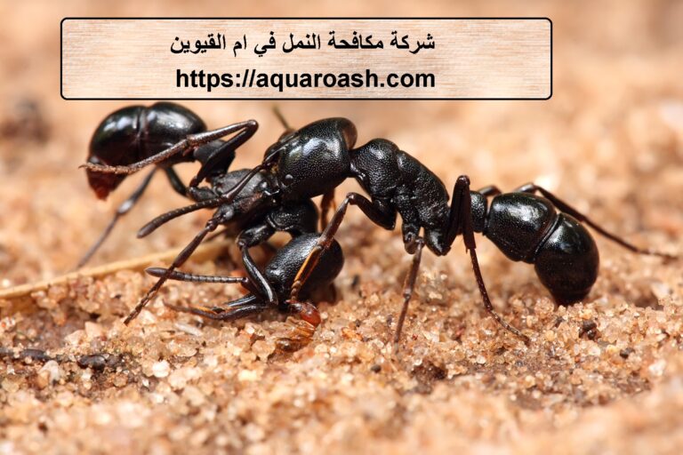 شركة مكافحة النمل في ام القيوين
