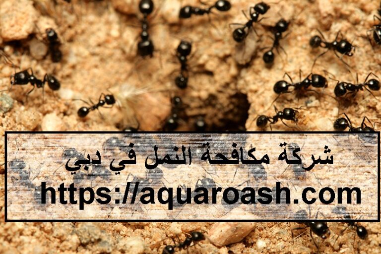 شركة مكافحة النمل في دبي